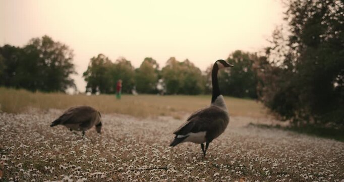 Branta canadensis. several geese and ducks walk in park among blooming flowers in spring in Europe Germany. wild birds close up in nature. environmental protection protected area zone. ornithology