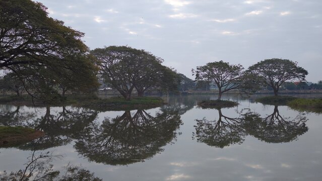 Rain Tree in the Water. East Indian Walnut.