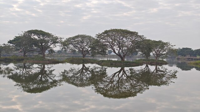 Rain Tree in the Water. East Indian Walnut.