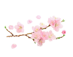 Naklejka premium Close Up Cherry Blossom Branch with Detailed Petals Isolated on Transparent Background PNG