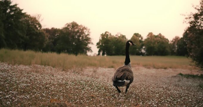 Branta canadensis. several geese and ducks walk in park among blooming flowers in spring in Europe Germany. wild birds close up in nature. environmental protection protected area zone. ornithology