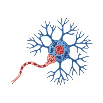 Neuron cell structure with dendrites and axon illustration