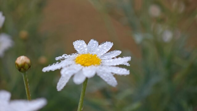 Dew drop on daisy flower.