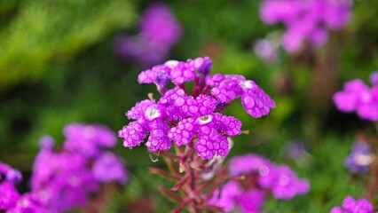 Obraz premium Dew drop on purple verbena flower.