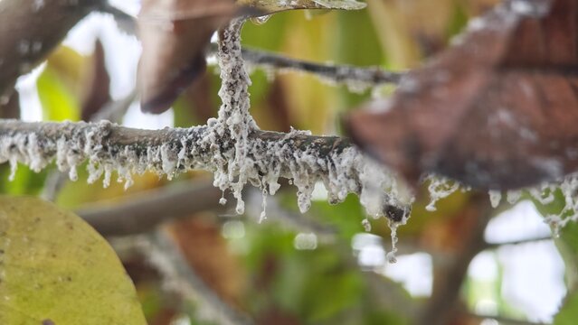 Flatid planthopper. Flatida rosea, the flower spike bug.