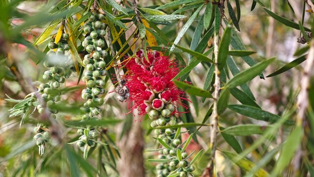 Callistemon citrinus, called red bottlebrush flower.