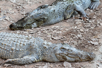 Fototapeta premium Top-down view of two crocodiles lying side-by-side on dry ground covered with dry leaves, showcasing distinct texture differences in their skin, resting together in wildlife park, reptile concept.
