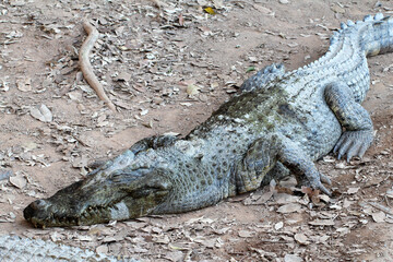 Fototapeta premium Close-up of a resting crocodile on dry ground, detailed texture of crocodile skin, wildlife photography in natural habitat, reptile concept.