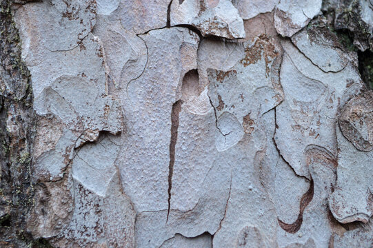 Close up photograph of a pine bark with worm holes in it