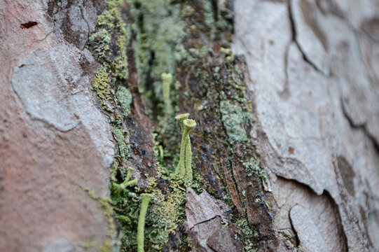 Close up photograph of a pine bark with worm holes in it
