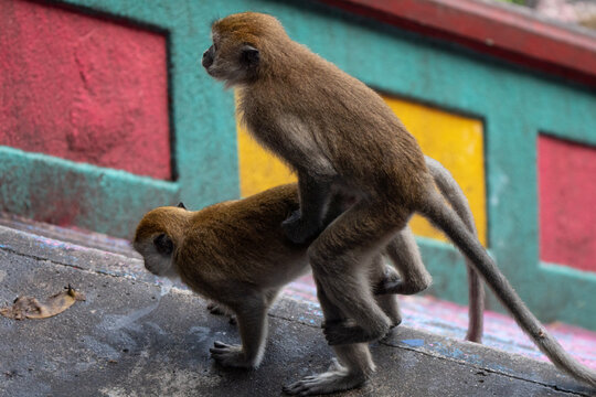 Long-tailed macaques mating in Batu Caves stairs, iconic location in Kuala Lumpur where monkeys and hi&igrave;umans live together