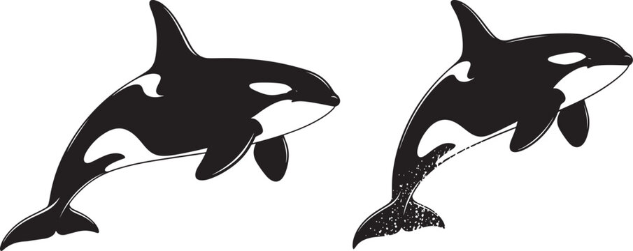 Two black silhouette orcas swimming with killer whale with marine mammal with black and white with white background