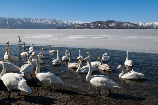 Cygne chanteur,