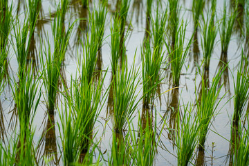 Naklejka premium Tall green rice seedlings grow in shallow water reflecting the sky with slender stems rising from flooded fields showing early growth stages under natural daylight