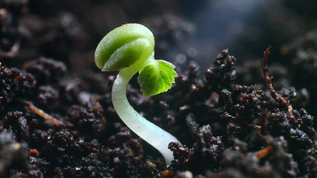 Macro time lapse of a plant sprout growing from dark soil