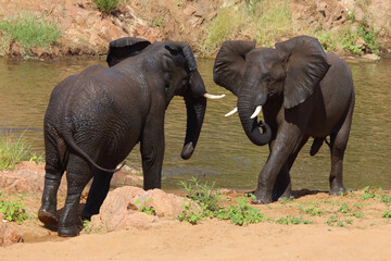Fototapeta premium Afrikanischer Elefant / African elephant / Loxodonta africana