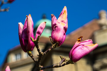 Fototapeta premium Magnolia blossoms in front of historic building in Munich Botanical Garden, Germany