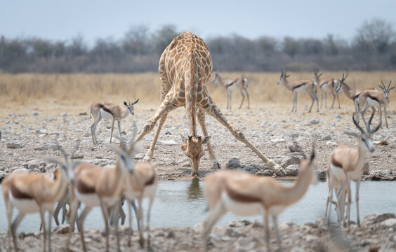 Giraffe drinking at a waterhole in Etosha National Park, Namibia, Africa