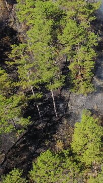 Aerial view of pine trees standing over scorched earth after a wildfire in the mountainous Bontoc and Sagada area of the Philippines. The landscape shows the stark contrast between green foliage and