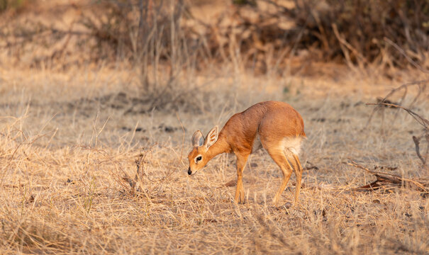Steenbok in Makgadikgadi Pans National Park, Botswana, Africa