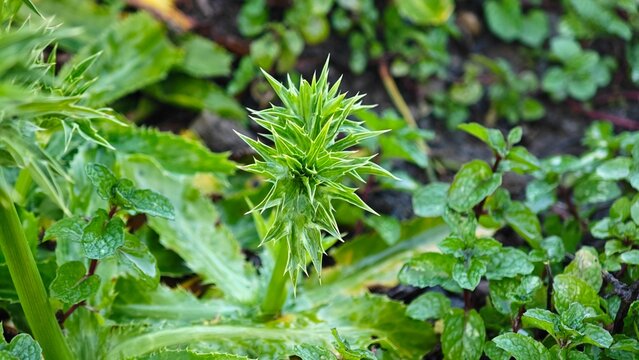 Eryngium foetidum (culantro) with developing flower heads in the center.