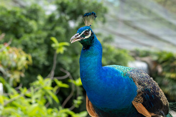 Obraz premium Close-up of Peacock with Vibrant Blue Neck and Detailed Feathers in Natural Background