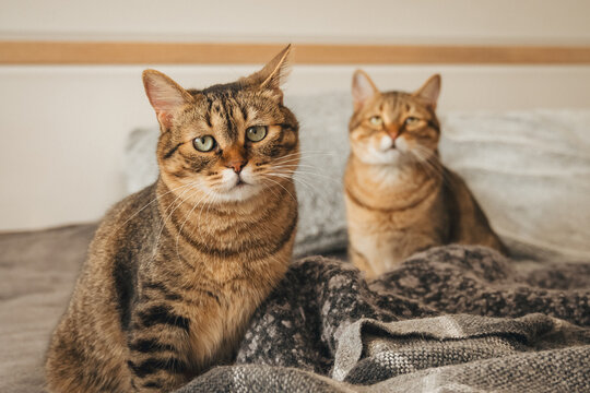 Double vision! 👁️👁️ Two tabby cats staring in perfect sync. This high-quality shot captures the hilarious and charming side of living with multiple pets.