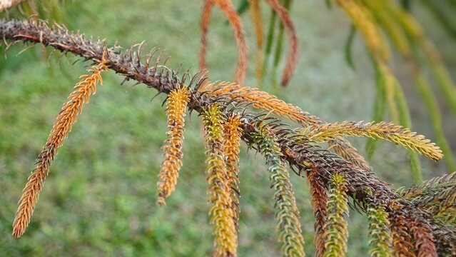 Dried norfolk island pine. House pine.