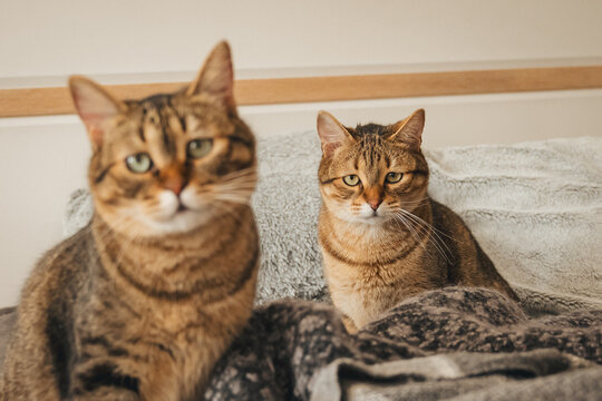 Double vision! 👁️👁️ Two tabby cats staring in perfect sync. This high-quality shot captures the hilarious and charming side of living with multiple pets.