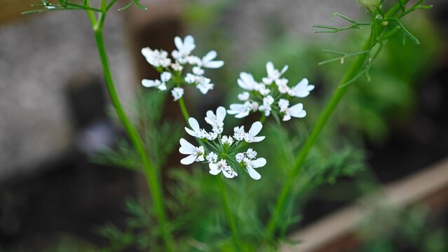 Coriandrum sativum. Coriander white flower.