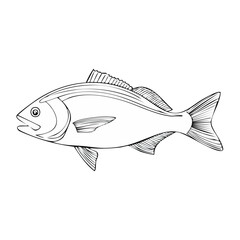 Fototapeta premium Detailed line drawing of a single fish with open mouth and visible scales in profile