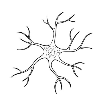 Stylized Neuron Cell Body and Dendrites in Outline Form
