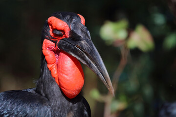 Kaffernhornrabe / Southern ground hornbill / Bucorvus leadbeateri © Ludwig