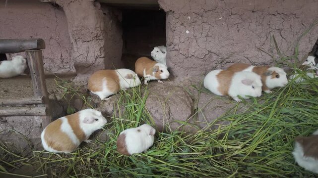 Guinea Pig Eating Grass on a Peruvian Farm