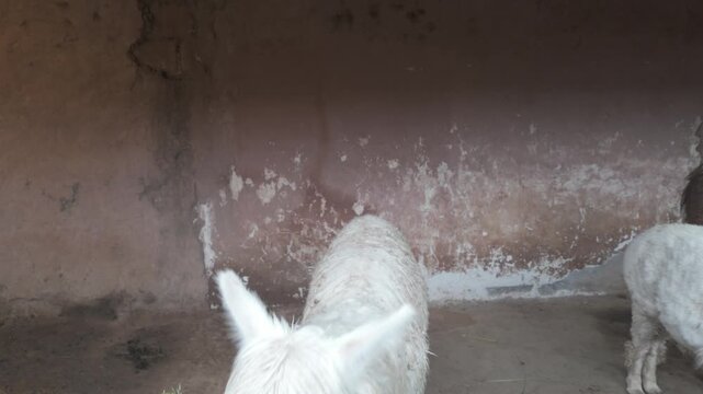 A white llama eating grass inside a traditional rural farmyard in Peru