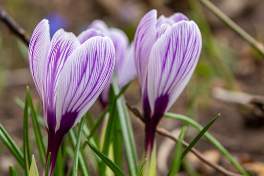 Close-up of a beautiful three-striped purple King of Stripes crocus with white stripes
