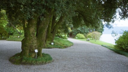Fototapeta premium Garden path with large blurred trees and gravel walkway in soft defocused bokeh; background backdrop copyspace calm.