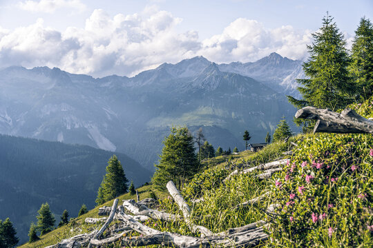 Alpine meadow in the Lechtal Alps with a small rustic hut and scattered deadwood. Background view of the Hornbachkette mountain range under a cloudy sky, Tyrol, Austria. High mountain summer.