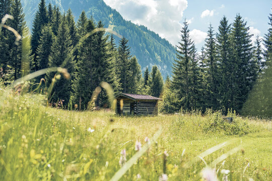 Small rustic log cabin in a lush mountain meadow. Secret retreat in the Austrian Alps, Tyrol. Tranquil summer landscape with pine forest and blurred grass foreground. Serene alpine solitude.