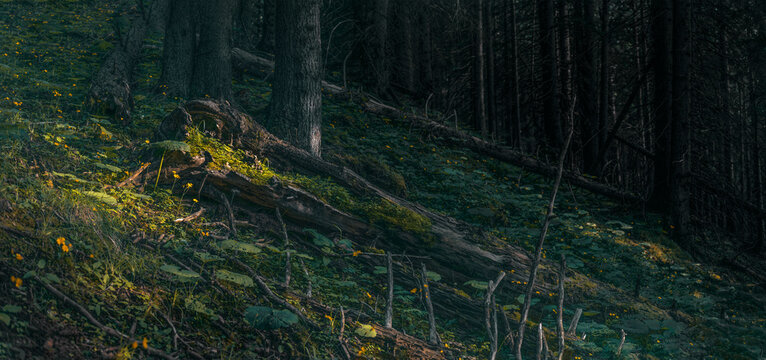 Moody forest floor with sunlight hitting mossy fallen logs and wildflowers. Dark mystical woods, biodiversity and ecosystem in the Alps. Dreamy woodland texture, nature conservation and ecology.