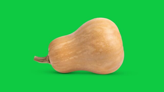 Butternut isolated on green sreen
