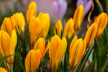 Obraz premium Yellow flowers of Crocus flavus in the spring garden