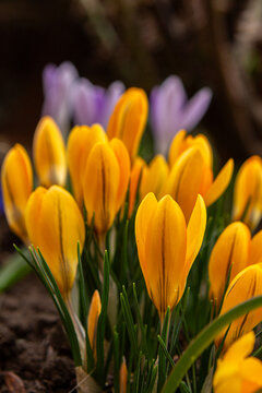 Yellow flowers of Crocus flavus in the spring garden