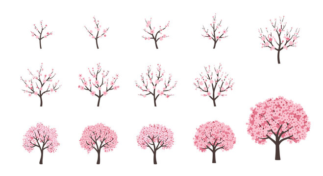 A detailed botanical illustration displays fifteen distinct stages of a cherry blossom tree growing from sparse budding branches into a full pink canopy.