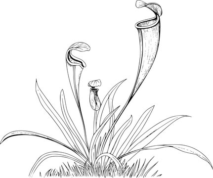 Detailed line of carnivorous pitcher plants and grass in black and white insectivorous