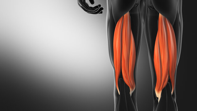 Hamstring Muscle Anatomy Back Thigh Highlight