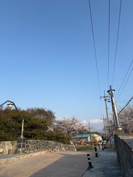 Cherry blossom lined pathway in Korea with street lamps and clear spring sky
