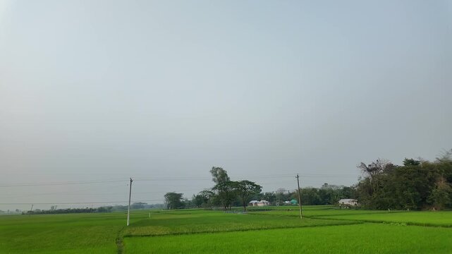 Serene green paddy fields and rural landscape with distant village under an overcast sky in bangladesh