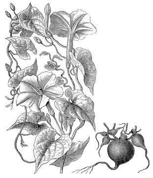 Jalap (Ipomoea purga) &mdash; flowering plant and root tuber, detailed vintage botanical engraving.
