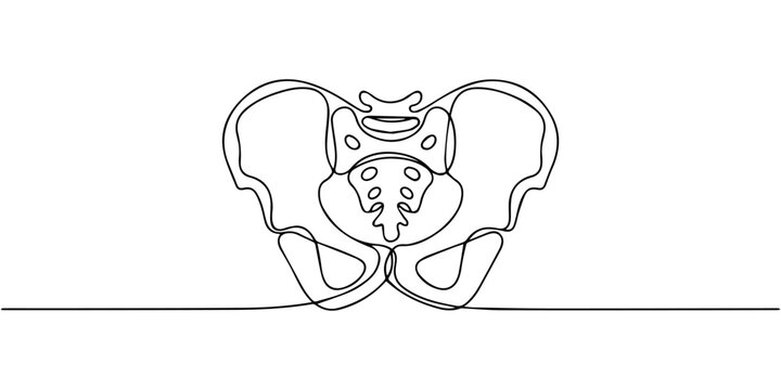 Human pelvic bone 1 continuous one line drawing, Human pelvic bone in continuous one line drawing, tulips 1, Continuous one line drawing of Human pelvis bone. Partial bone in single line illustration
